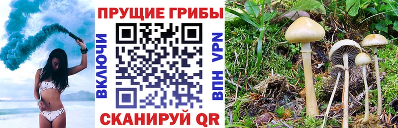 blacksprut ТОР  Завитинск  Галлюциногенные грибы прущие грибы 